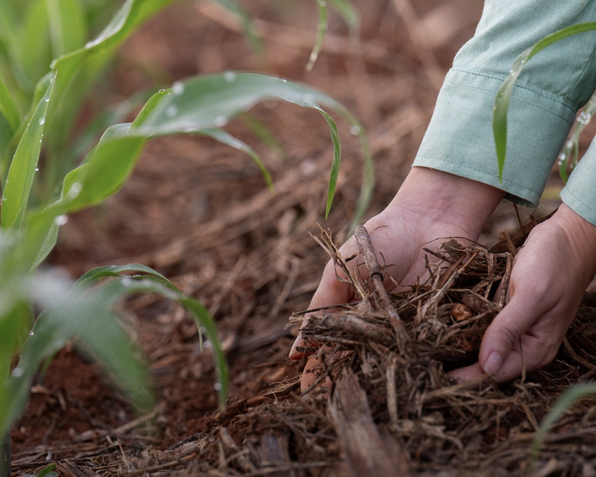 Estudo Agricultura Regenerativa, Resiliência Climática e Produtividade: Lições do Caso SLC Agrícola